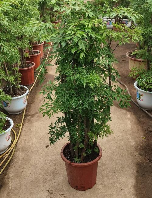 盆栽植物怎么养才好活？-第3张图片-吾爱花网