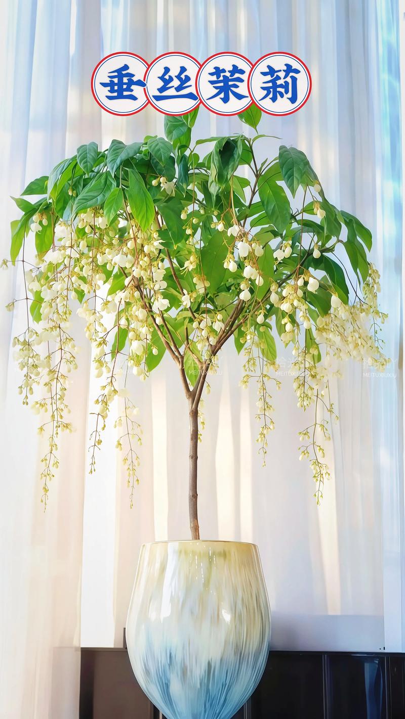 哪些盆栽花好养又适合新手?-第3张图片-吾爱花网 哪些盆栽花好养又适合新手?-第3张图片-吾爱花网