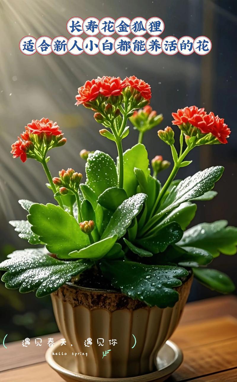 哪些盆栽花好养又适合新手?-第1张图片-吾爱花网 哪些盆栽花好养又适合新手?-第1张图片-吾爱花网