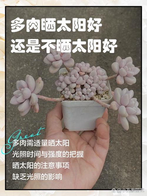 多肉上盆几天能晒太阳？-第1张图片-吾爱花网