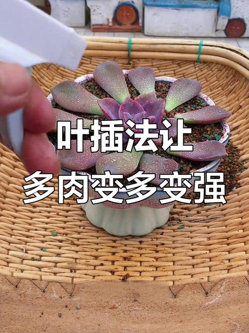多肉叶子怎么繁殖？-第3张图片-吾爱花网
