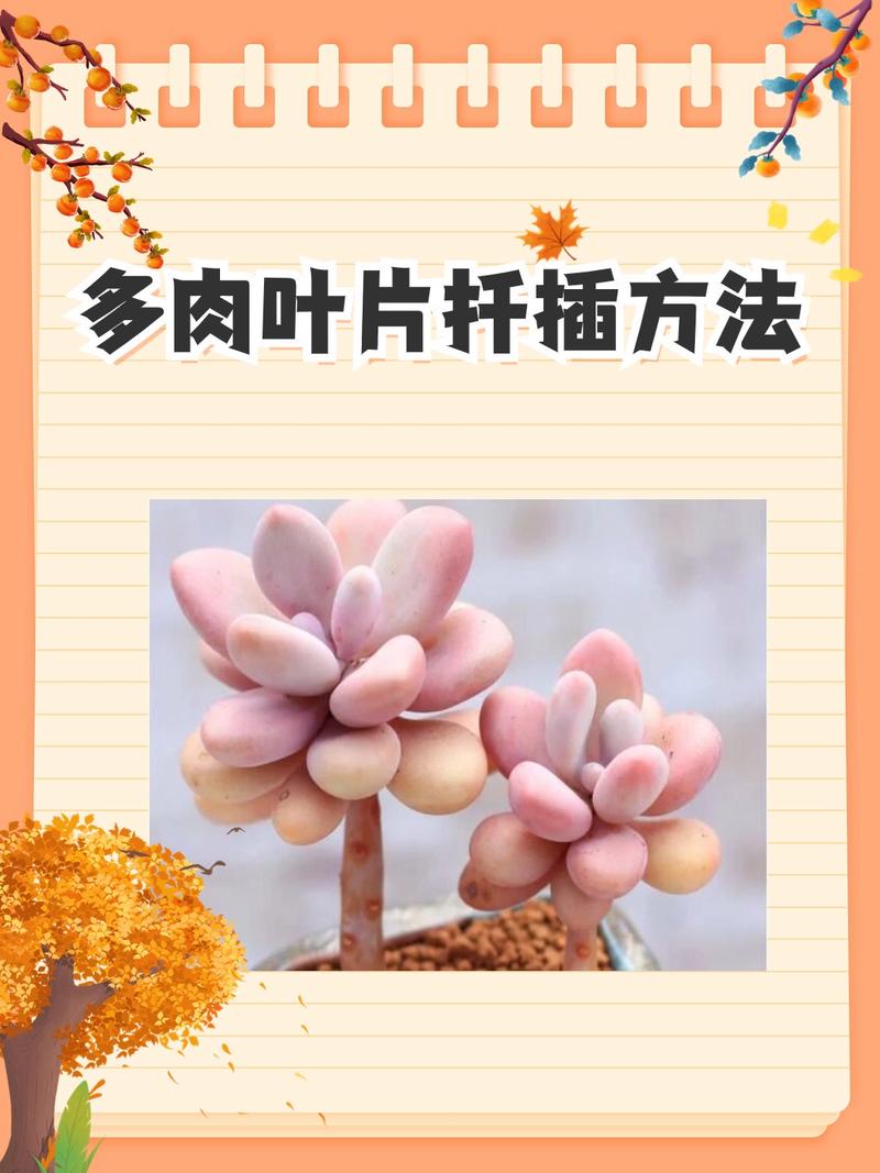 多肉叶子怎么繁殖？-第2张图片-吾爱花网
