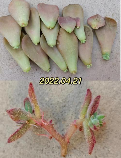 叶插多肉几天能出芽？-第1张图片-吾爱花网