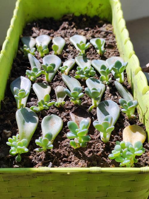 叶插多肉几天能出芽？-第3张图片-吾爱花网