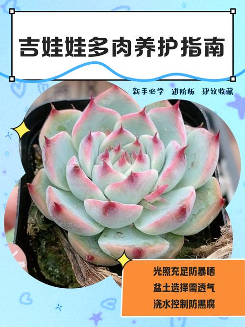 吉娃娃多肉如何养出红边状态？-第1张图片-吾爱花网