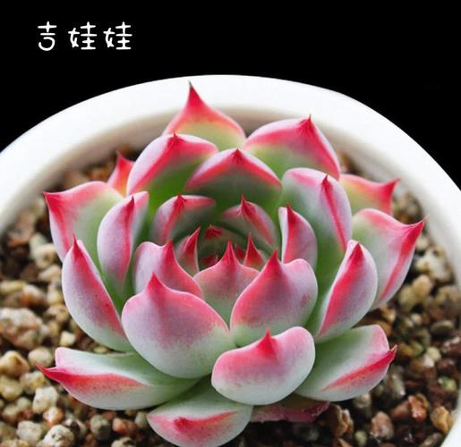 吉娃娃多肉如何养出红边状态？-第2张图片-吾爱花网