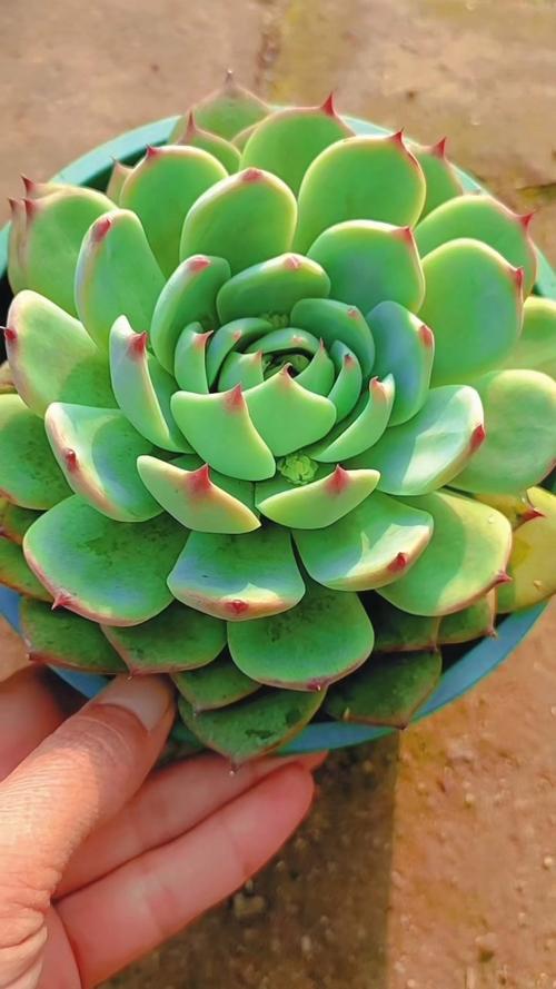 吉娃娃多肉如何养出红边状态？-第3张图片-吾爱花网