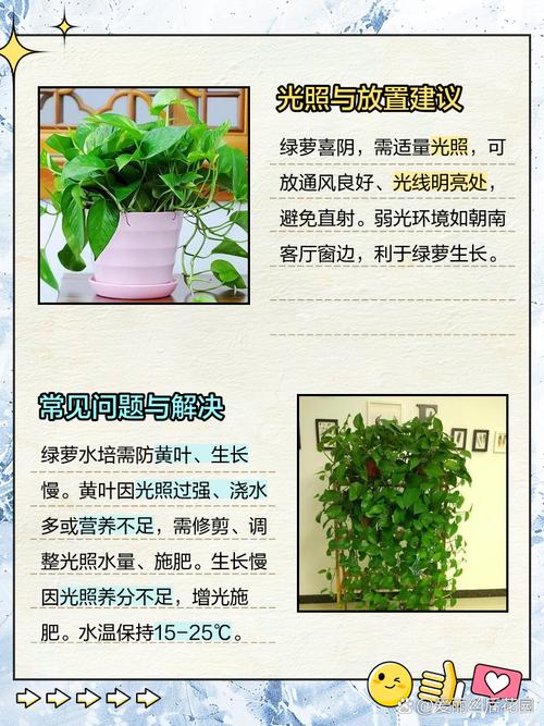 水培绿萝怎么快速学会？-第3张图片-吾爱花网