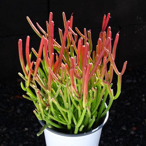 红珊瑚多肉怎么养才爆盆？-第1张图片-吾爱花网