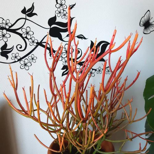 红珊瑚多肉怎么养才爆盆？-第3张图片-吾爱花网