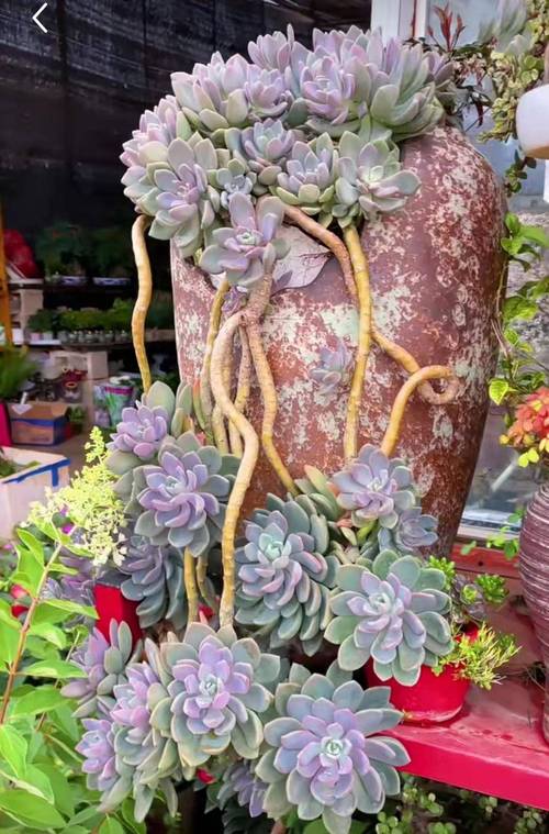 冬美人多肉怎么养才爆盆?-第2张图片-吾爱花网 冬美人多肉怎么养才爆盆?-第2张图片-吾爱花网