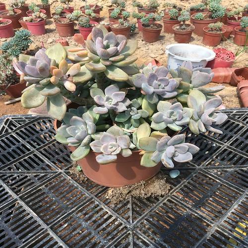 冬美人多肉怎么养才爆盆?-第3张图片-吾爱花网 冬美人多肉怎么养才爆盆?-第3张图片-吾爱花网