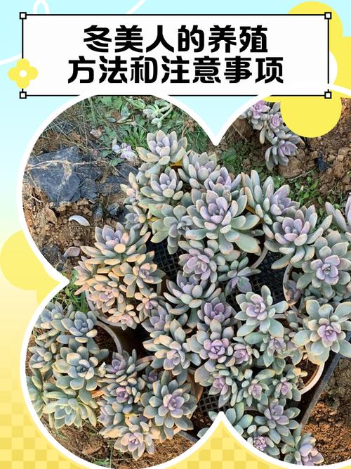 冬美人多肉怎么养才爆盆?-第1张图片-吾爱花网 冬美人多肉怎么养才爆盆?-第1张图片-吾爱花网