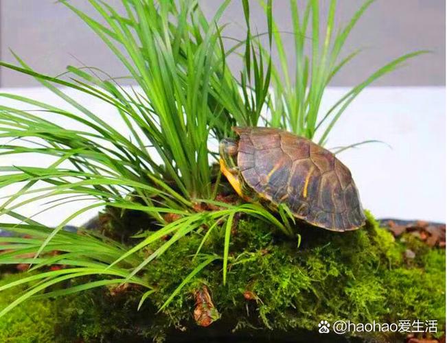 金钱菖蒲水培怎么养？-第2张图片-吾爱花网