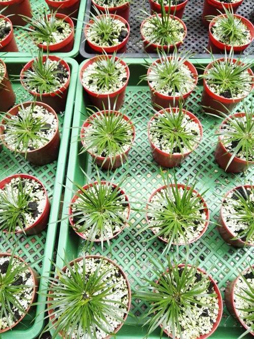 金钱菖蒲水培怎么养?-第1张图片-吾爱花网 金钱菖蒲水培怎么养?-第1张图片-吾爱花网