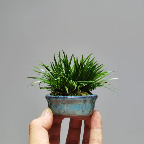 金钱菖蒲水培怎么养？-第3张图片-吾爱花网