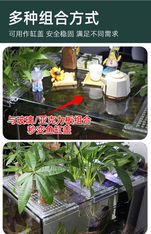 水培定植杯距水面多远合适?-第1张图片-吾爱花网 水培定植杯距水面多远合适?-第1张图片-吾爱花网