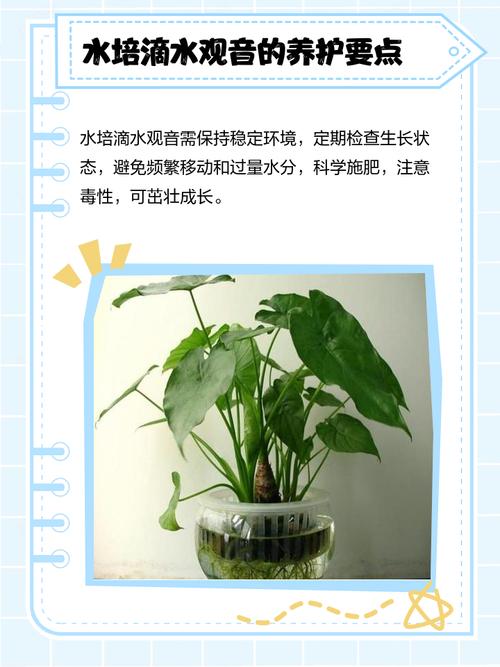 水培定植杯距水面多远合适?-第2张图片-吾爱花网 水培定植杯距水面多远合适?-第2张图片-吾爱花网