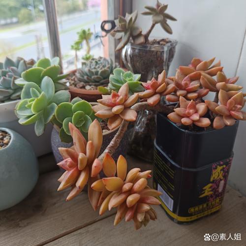 春天适合养哪些多肉？-第3张图片-吾爱花网