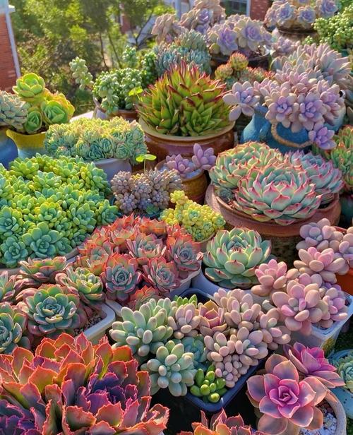 春天适合养哪些多肉？-第1张图片-吾爱花网