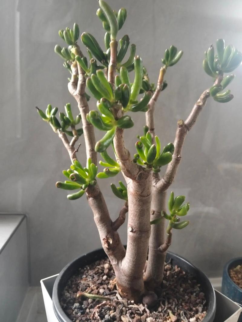 春天适合养哪些多肉？-第2张图片-吾爱花网