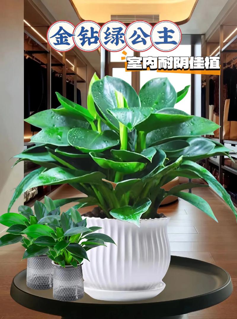 送女友盆栽,选什么植物最有心意?-第3张图片-吾爱花网 送女友盆栽,选什么植物最有心意?-第3张图片-吾爱花网