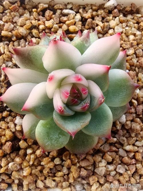 多肉织锦和吉娃娃有何不同？-第2张图片-吾爱花网