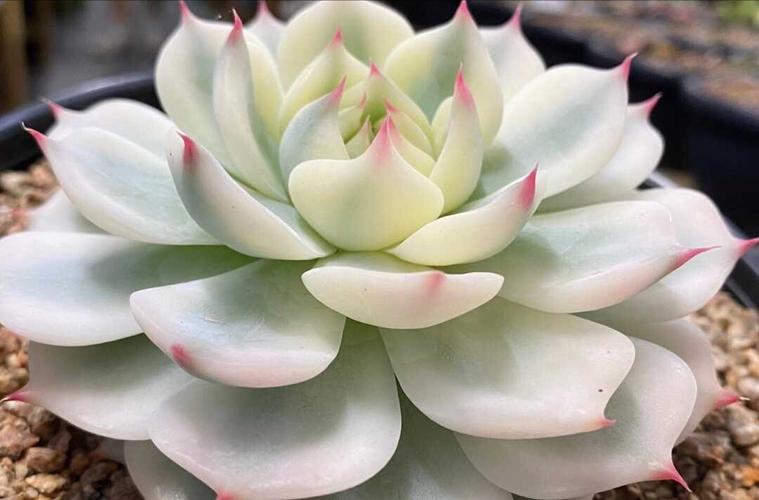 多肉织锦和吉娃娃有何不同?-第3张图片-吾爱花网 多肉织锦和吉娃娃有何不同?-第3张图片-吾爱花网