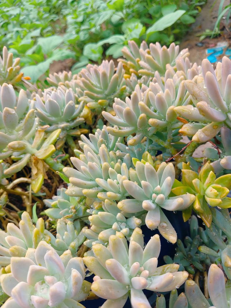 秋丽多肉开花后要剪花剑吗?-第2张图片-吾爱花网 秋丽多肉开花后要剪花剑吗?-第2张图片-吾爱花网