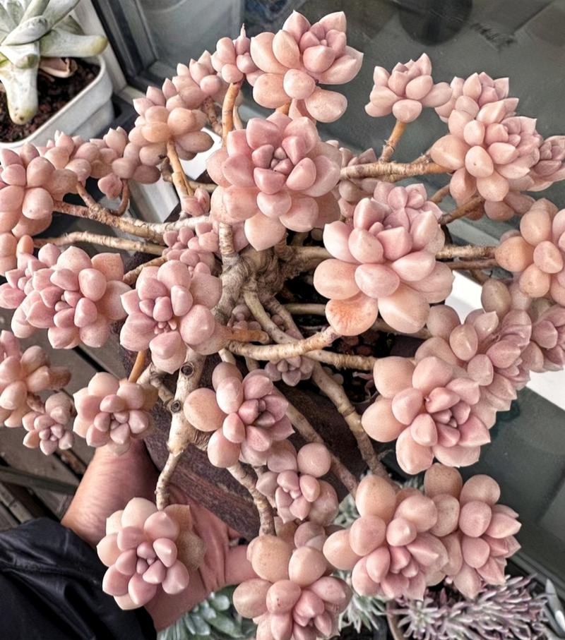 秋丽多肉开花后要剪花剑吗?-第3张图片-吾爱花网 秋丽多肉开花后要剪花剑吗?-第3张图片-吾爱花网