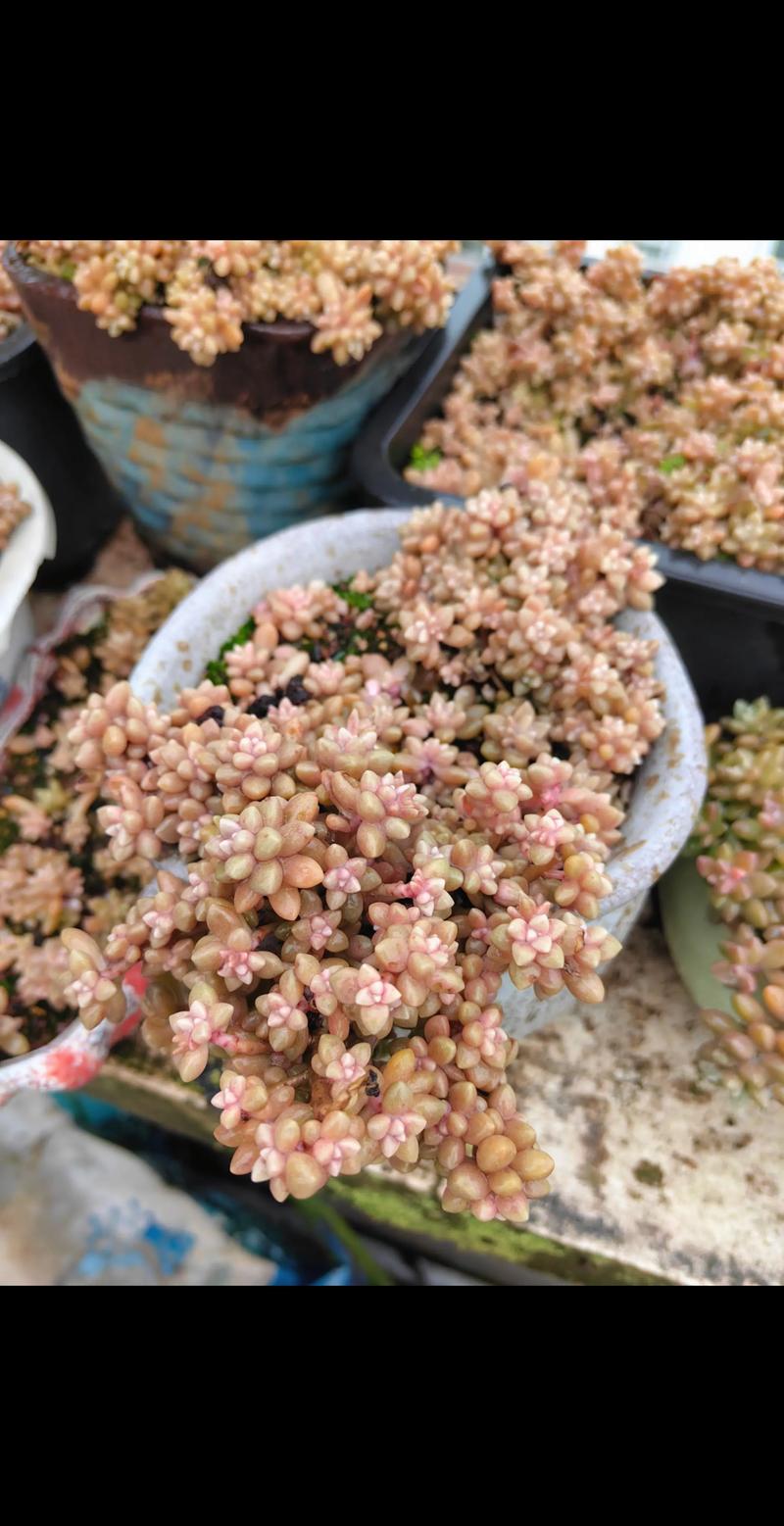 秋丽多肉开花后要剪花剑吗?-第1张图片-吾爱花网 秋丽多肉开花后要剪花剑吗?-第1张图片-吾爱花网