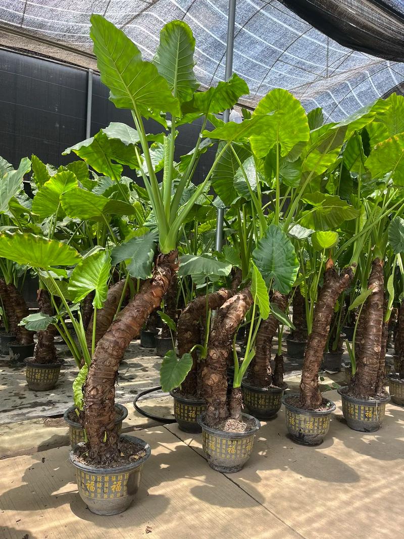 滴水观音是多肉植物吗？-第2张图片-吾爱花网