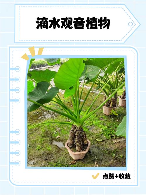 滴水观音是多肉植物吗？-第1张图片-吾爱花网