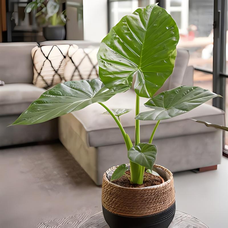 滴水观音是多肉植物吗？-第3张图片-吾爱花网