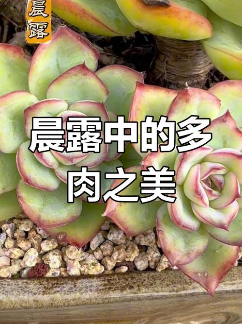 多肉露养怎么配土才不死？-第2张图片-吾爱花网