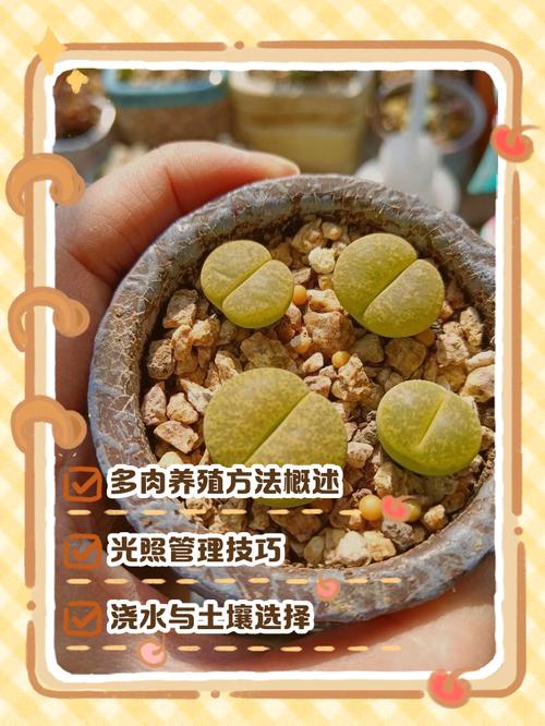 多肉露养怎么配土才不死？-第3张图片-吾爱花网