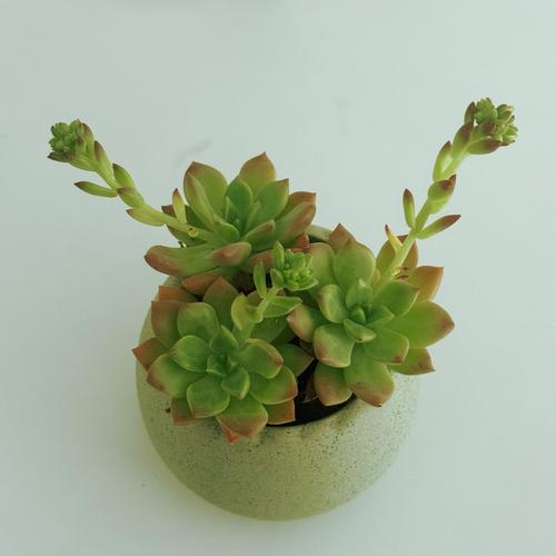 叶片发芽的多肉叫什么？-第1张图片-吾爱花网