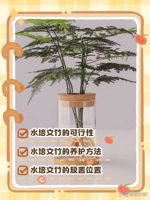 水培文竹能改土培吗？怎么转？-第3张图片-吾爱花网