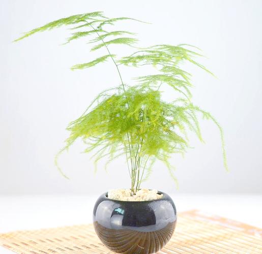 水培文竹能改土培吗？怎么转？-第1张图片-吾爱花网