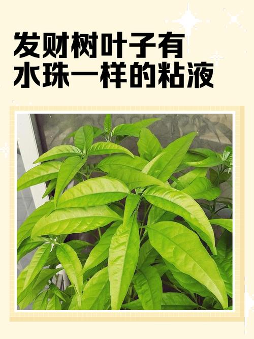 盆栽榕树叶子为何有粘液?-第1张图片-吾爱花网 盆栽榕树叶子为何有粘液?-第1张图片-吾爱花网