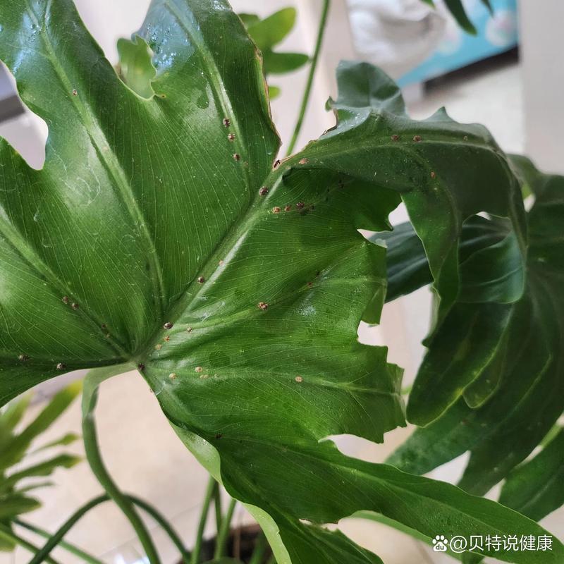 盆栽榕树叶子为何有粘液?-第3张图片-吾爱花网 盆栽榕树叶子为何有粘液?-第3张图片-吾爱花网