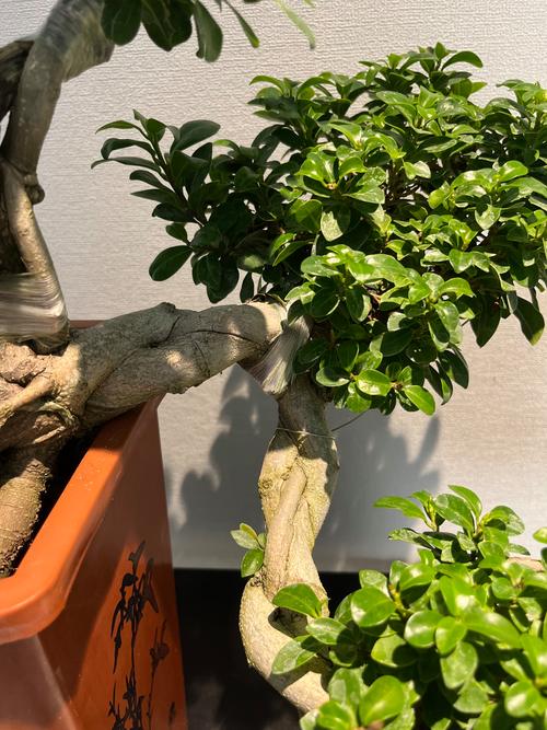 盆栽榕树叶子为何有粘液?-第2张图片-吾爱花网 盆栽榕树叶子为何有粘液?-第2张图片-吾爱花网