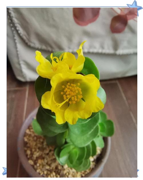 金钱木图片怎么养？-第1张图片-吾爱花网