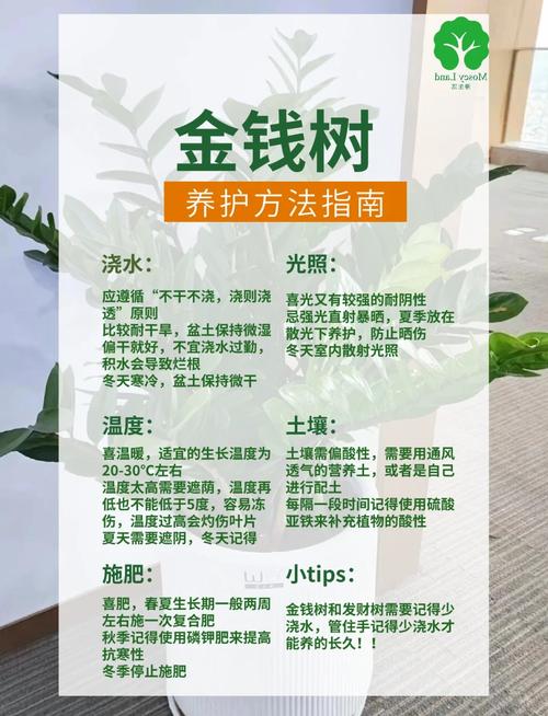 金钱木图片怎么养？-第2张图片-吾爱花网