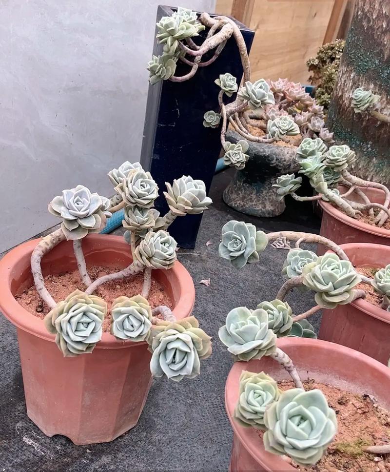 玫瑰多肉哪里能买到？-第3张图片-吾爱花网
