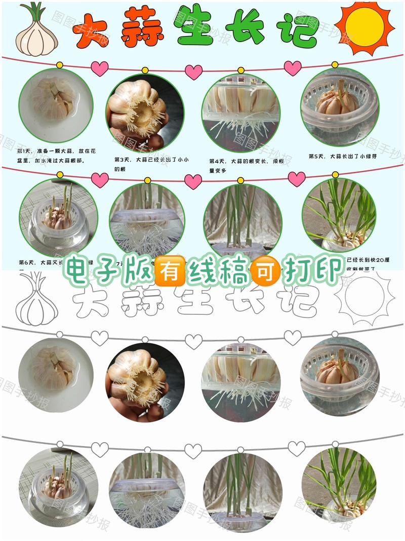 大蒜盆栽怎么催芽快？-第3张图片-吾爱花网