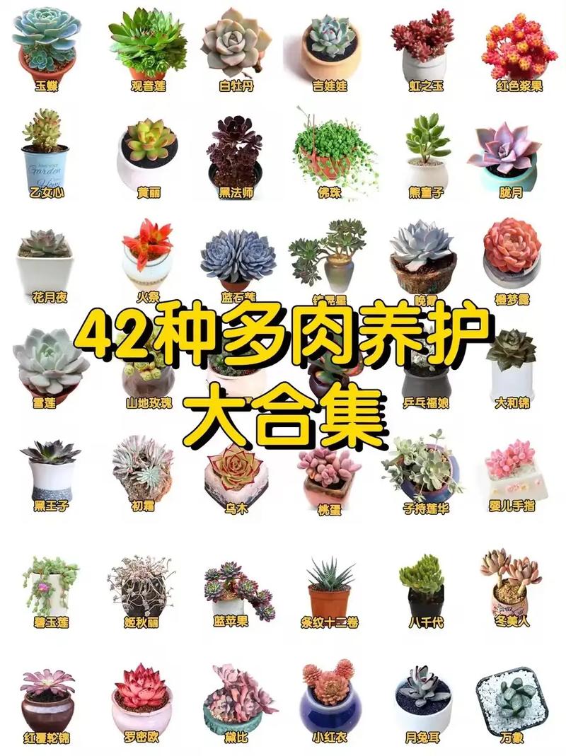 常见多肉图片与名称如何对应?-第3张图片-吾爱花网 常见多肉图片与名称如何对应?-第3张图片-吾爱花网