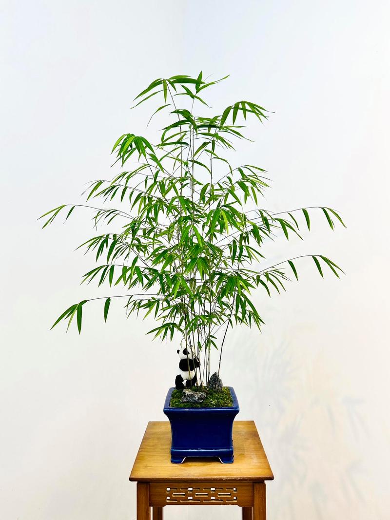 盆栽竹子有哪些常见品种?-第1张图片-吾爱花网 盆栽竹子有哪些常见品种?-第1张图片-吾爱花网