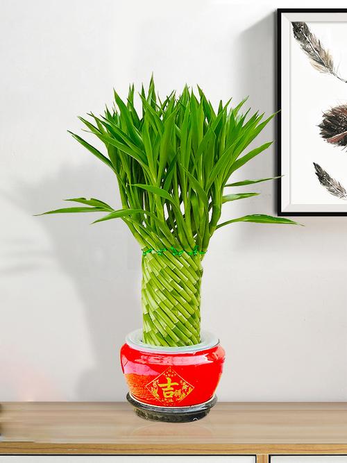 盆栽竹子有哪些常见品种?-第2张图片-吾爱花网 盆栽竹子有哪些常见品种?-第2张图片-吾爱花网