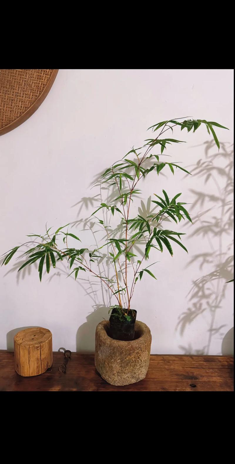 盆栽竹子有哪些常见品种?-第3张图片-吾爱花网 盆栽竹子有哪些常见品种?-第3张图片-吾爱花网